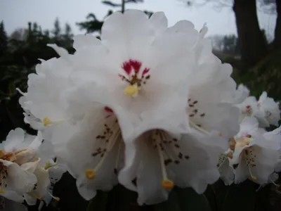 Produktbild von Rhododendron calophytum - Wilde Alpenrose