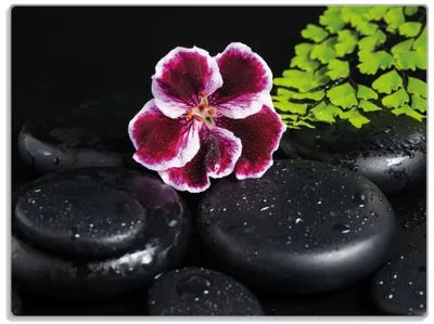 Produktbild von Wallario Glasunterlage, Schneidebrett aus Glas, Größe 30 x 40 cm, Motiv Geranienblüte auf schwarzen Steinen, benetzt mit Wassertropfen