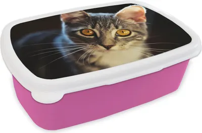 Produktbild von KitchenYeah® Lunchbox Brotzeit Brotdose 17x11 cm Katzen - Tiere - Augen - Grau Kinder Brotzeitdose - Lunchpaket - Brotkasten  - Sandwich Box