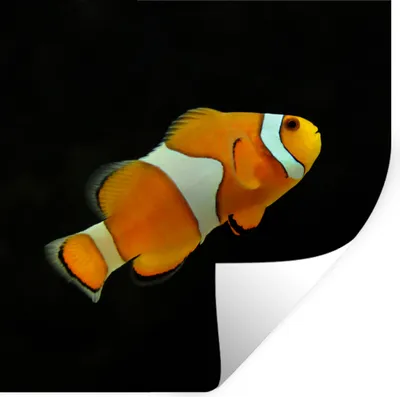 Produktbild von MuchoWow® Wandtattoo Wandsticker Wandaufkleber Fisch - Linie - Schwarz 30x30 cm Selbstklebend und Repositionierbar - Repositionierbar - Wasser abweisend