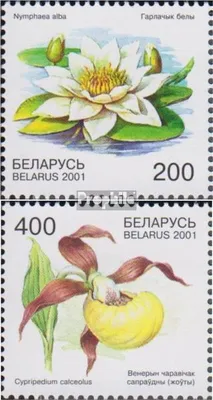 Produktbild von Briefmarken Weißrussland 2001 Mi 407-408 (kompl.Ausg.) postfrisch Blumen