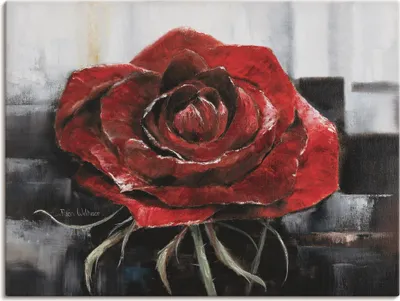 Produktbild von ARTland Leinwandbild Blühende rote Rose Größe: 80x60 cm