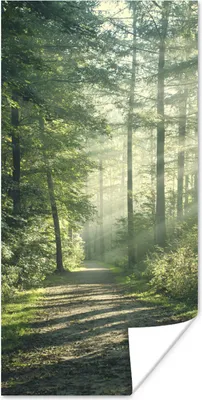 Produktbild von MuchoWow® Poster Wald - Weg - Sonne - Bäume - Grün - Natur 20x40 cm - Plakat - Foto