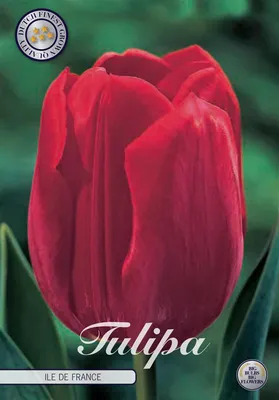 Artikelbild 2 von 'Tulpe Ile de France (10 Stück)' aus der Kategorie Tulpenzwiebeln