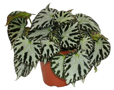 Produktbild von Begonie „Silver Jewel“ – Königliche Begonie – Schmuckblatt-Begonie – 12-cm-Topf