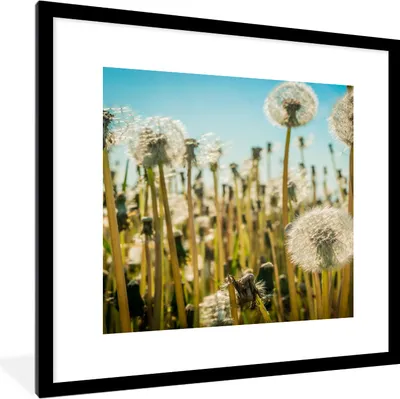 Produktbild von MuchoWow® Gerahmtes Poster Blumen - Löwenzahn - Gras 40x40 cm - Poster mit Schwarzem Bilderrahmen Wandposter Rahmen Foto Bilder - Poster - Plakat im Rahmen
