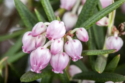 Produktbild von Andromeda polifolia, Rosmarinheide, 30–40 cm