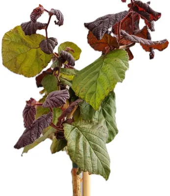 Image de Noisetier coryline Corylus avellana " Red Majestic" haute tige 100 - 120 cm de hauteur