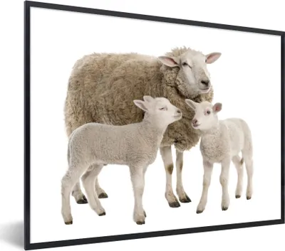 Produktbild von MuchoWow® Gerahmtes Poster Schafe - Tiere - Lamm 80x60 cm - Poster mit Schwarzem Bilderrahmen Wandposter Rahmen Foto Bilder - Schwarzem - Mit Gestell
