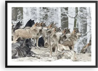 Produktbild von Gerahmtes Poster - Schwarzer Rahmen - Rudel Wölfe Winter - 70x50 cm - Wand Bild - Wanddeko - Wandbilder - Kunstposter - Wandposter - Bilderrahmen - Bilder - Kunstdruck - Wandbild - P2BAA70x50-4357