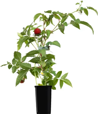 Produktbild von Erdbeer-Himbeere Pflanze als kleiner Fruchtstrauch im 1 Liter Topf