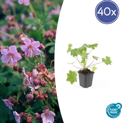 Imagen del producto de Cubresuelos - Geranio del Cáucaso - Geranium macrorrhizum 'Ingwersen's Variety' - Maceta de 9 cm - Juego de 48 plantas