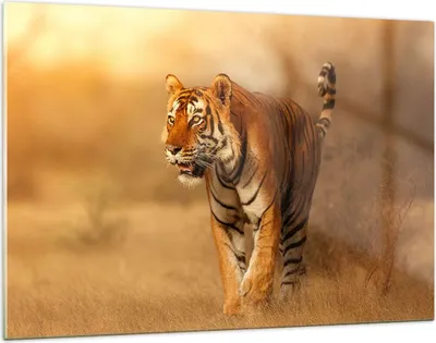 Produktbild von Bilder auf glas - tiger tier - 120x80cm - Glasbilder - Wandbilder - Bilder - Kunstdruck - zum Aufhängen bereit - Wanddekoration aus Glas - Glas Bilder - Wandbild auf Glas - Einteilig - GAA120x80-3946