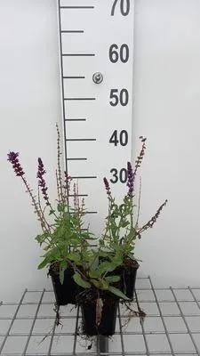 Immagine prodotto di 6 x Salvia nem. 'Lubeca' - Muschio stellato - vaso 9 x 9 cm