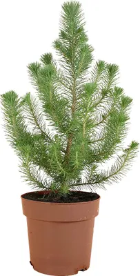 Produktbild von 1x Pinus Pinea Silver Crest P17 H50