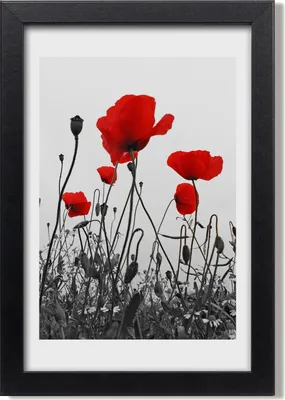 Produktbild von Bild 20x30 MDF-Rahmen, Wandkunst Feldmohnblumen
