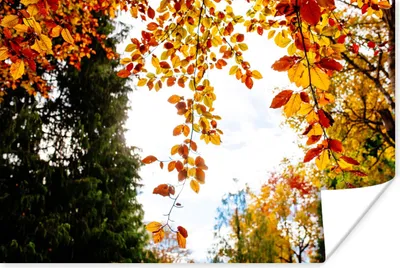 Produktbild von MuchoWow® Poster Herbst - Laub - Natur 180x120 cm - Fotoplakat