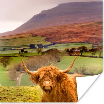 Produktbild von MuchoWow® Poster Schottischer Highlander - Berg - Herbst 75x75 cm - Wand Dekoration