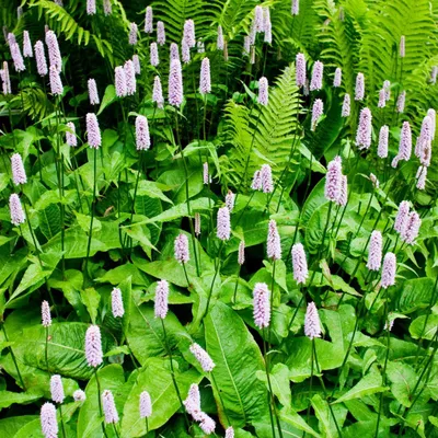 Obrázek produktu pro Persicaria bistorta Trvalka 6 rostlin 9 cm mrazuvzdorná včelám přátelská růžové květy