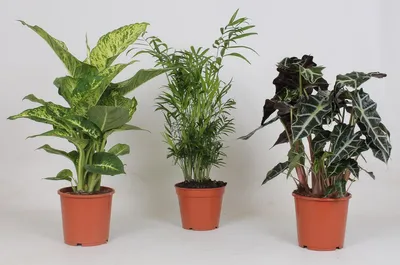 Produktbild von Zimmerpflanzen Mix | 3 Stück - 35-45cm - Ø17cm - Zimmerpflanze - Immergrün - Multideal