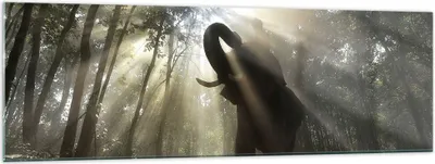 Produktbild von Bilder auf glas - Elefant Dschungel  - 160x50cm - Glasbilder - Wandbilder - Kunstdruck - zum Aufhängen bereit - Wanddekoration aus Glas - Glas Bilder - Wandbild auf Glas - Einteilig - GAB160x50-3835