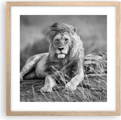 Produktbild von Gerahmtes Poster - Rahmen in heller Eiche - Löwe Tier Natur - 40x40 cm - Wand Bild - Wanddeko - Wandbilder - Kunstposter - Wandposter - Bilderrahmen - Bilder - Kunstdruck - Wandbild - P2NAC40x40-3931