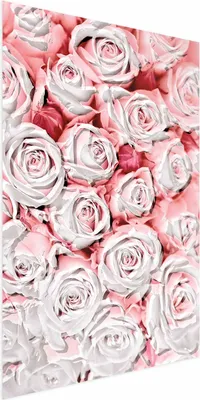 Produktbild von Posterpapier Poster - White Roses 40x60 cm Blumen b-C-0337-ao-a