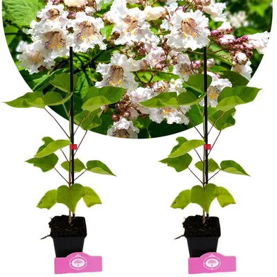 Produktbild von Set mit 2 Trompetenbäumen (Catalpa bignonioides) – Höhe 40–60 cm, 9-cm-Topf