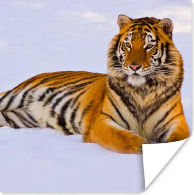 Produktbild von MuchoWow® Poster Tiger - Schnee - Winter - Tiere 75x75 cm - Wand Dekoration
