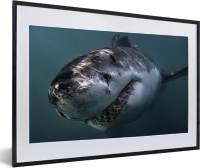 Produktbild von MuchoWow® MuchoWow® Gerahmtes Poster Hai - Weiß - Wasser 60x40 cm - Poster mit zchwarzem Bilderrahmen - Schlafzimmer - Plakat in Rahmen - Drucken