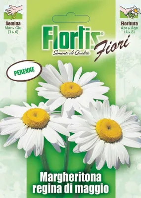 Produktbild von Margerite | Margeritensamen von Flortis