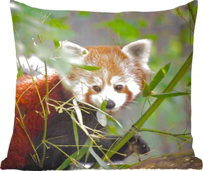 Produktbild von MuchoWow® Zierkissen Sofakissen Wohnzimmer Dekokissen 60x60 cm Roter Panda - Zweige - Grün - Sitzfläche - Foto Polster