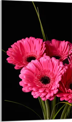 Produktbild von Glasschneidebrett 30x52 Gerbera