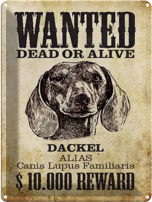 Produktbild von vianmo Blechschild 40x30 cm Hund wanted dead Dackel Alias