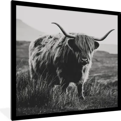 Produktbild von MuchoWow® Gerahmtes Poster Schottische Hochlandbewohner - Natur - Kühe - Tiere - Schwarz und weiß 40x40 cm - Poster mit Schwarzem Bilderrahmen Wandposter Rahmen Foto Bilder - Mit Rahmen - Wanddekoration Schlafzimmer