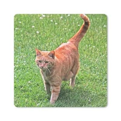 Produktbild von MuchoWow® Mauspad Mousepad Katze - Rot - Katze - Mädchen - Kinder - Jungen - Kind 30x30 cm - Mousepads - Maus Mat - Pad - Mausunterlage - Gaming