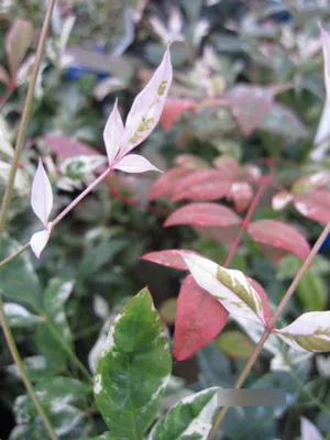 Produktbild von Nandina domestica Twilight - Bunter Himmelsbambus - Heiliger Bambus - 30-40cm