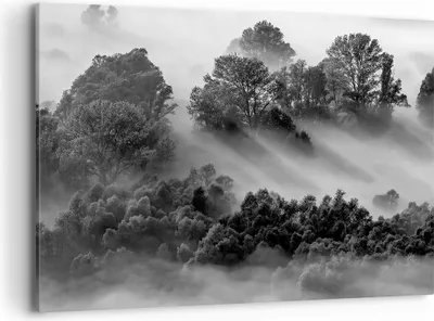Produktbild von Bild auf Leinwand - Leinwandbild - Einteilig - Schwarzweiß Bäume Nebel - 100x70cm - Wand Bild - Wanddeko - Wandbilder - Leinwanddruck - Bilder - Wanddekoration - Leinwand bilder - AA100x70-4510