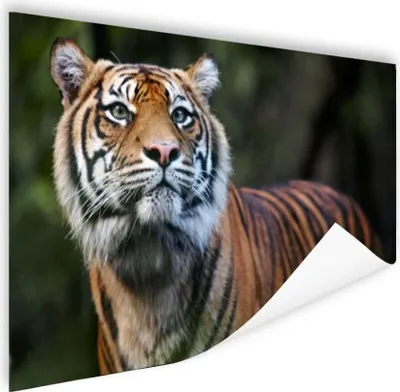 Produktbild von MuchoWow® Poster Tiger - Dschungel - Mantel 120x90 cm - Wandbild