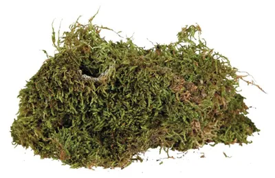 Immagine prodotto di Muschio terraristico, substrato per l'umidità del terrario - 200 g