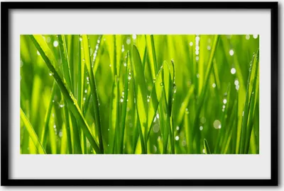 Produktbild von Bild 60x40 MDF-Rahmen Wandkunst Gras Natur Pflanze