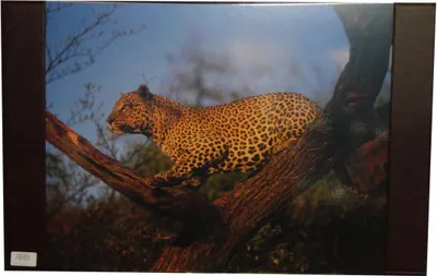 Produktbild von Schreibtischunterlage / Größe: 68x44cm / mit Leopard
