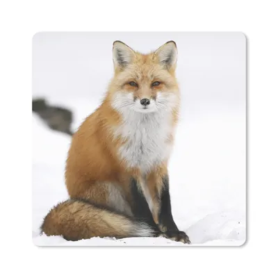 Produktbild von MuchoWow® Mauspad Mousepad Fuchs - Schnee - Winter 20x20 cm - Mousepads - Maus Mat - Pad - Mausunterlage - Desk Mat - Bureauartikeln