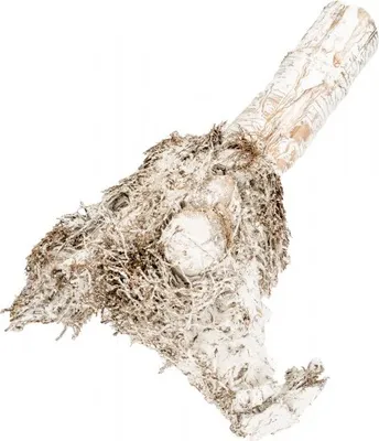 Produktbild von Bambuswurzel weiß ca. 40 cm