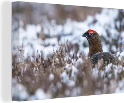 Produktbild von OneMillionCanvasses® - Leinwandbilder - 140x90 cm, Schneehühner in einer Winterlandschaft, Wandbilder Kunstdruck Wanddekoration - Foto auf Leinwand - Gemälde auf Holzrahmen