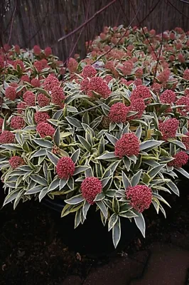Produktbild von Skimmia japonica Magic Marlot ® -  Weißbunte Skimmie Magic Marlot ® - 20-30cm