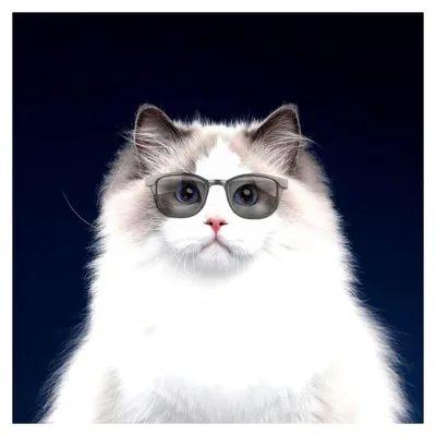Produktbild von Katzenbrille, Sonnenbrille für Hunde und Haustiere, UV-Schutz, winddicht