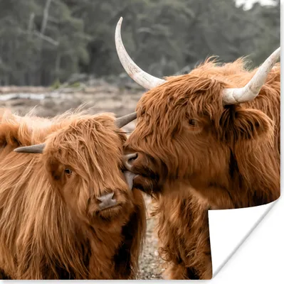 Produktbild von MuchoWow® Poster Schottischer Highlander - Kuh - Tiere 50x50 cm - Wohnzimmerdekoration