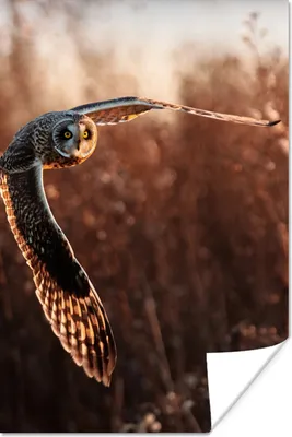 Produktbild von MuchoWow® Poster Vogel - Eule - Sonnenuntergang - Natur 120x180 cm - Kunstposter