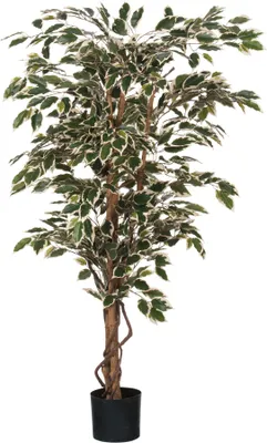 Produktbild von Ficus Hawaï Bunt 150cm, exklusive Blumentopf - Bunt